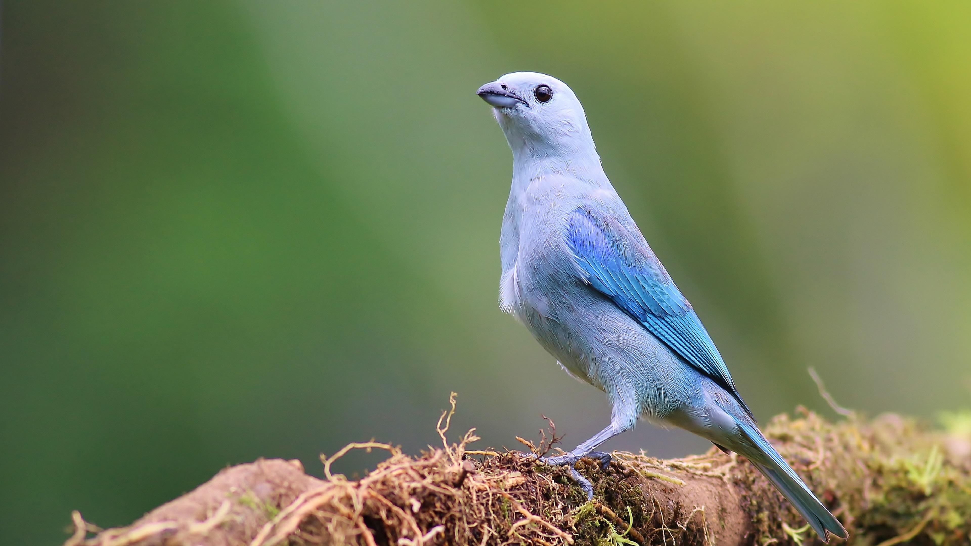 Blue-gray Tanager